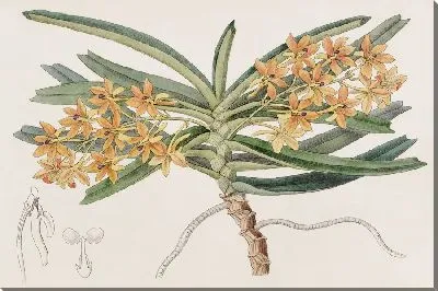 Картина Оранжево-красный Сакколабе (1815-1819)