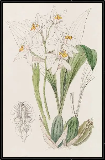 Картина Охристо-пятнистая Целигина (1815-1819)