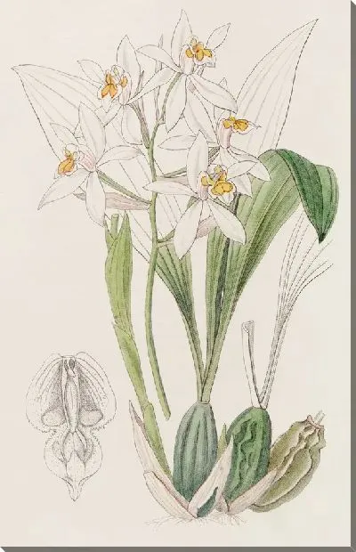 Картина Охристо-пятнистая Целигина (1815-1819)