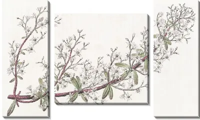 Картина Очиток метельчатый (1815-1819)