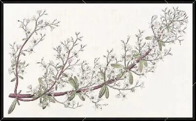 Картина Очиток метельчатый (1815-1819)