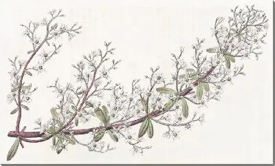 Картина Очиток метельчатый (1815-1819)