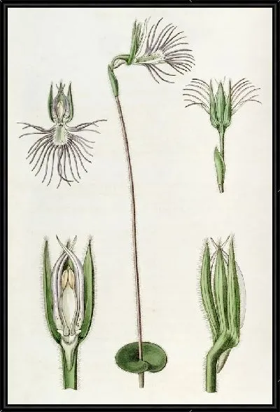 Картина Пектинированная Бартолина (1815-1819)