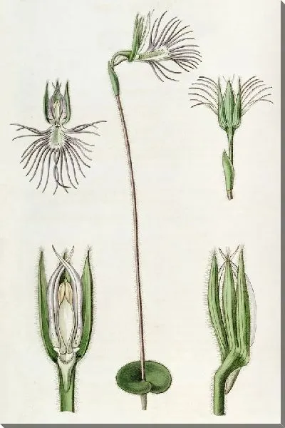 Картина Пектинированная Бартолина (1815-1819)