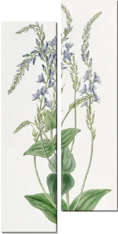 Картина Перфолиативная Вероника (1815-1819)