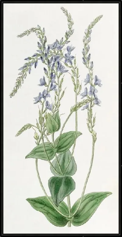 Картина Перфолиативная Вероника (1815-1819)