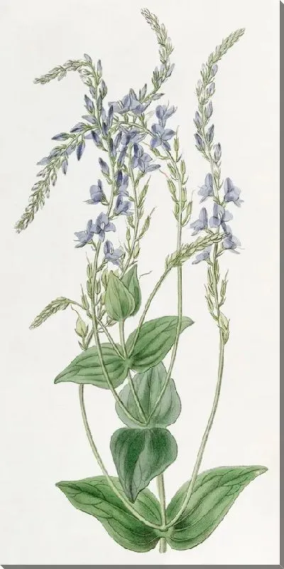 Картина Перфолиативная Вероника (1815-1819)