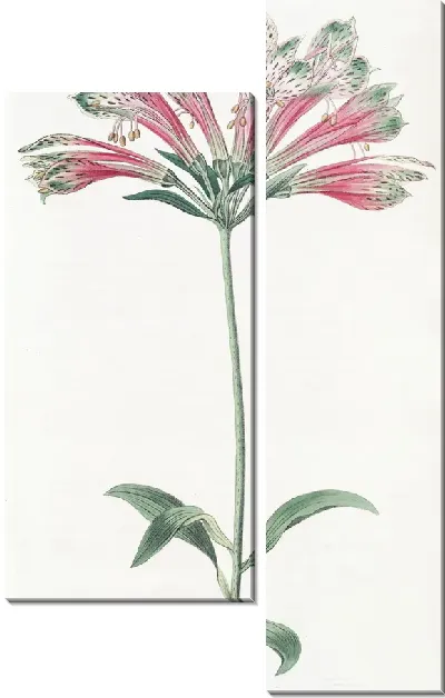 Картина Попугай Альстромерия (1815-1819)