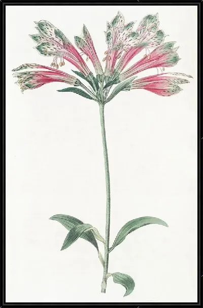 Картина Попугай Альстромерия (1815-1819)