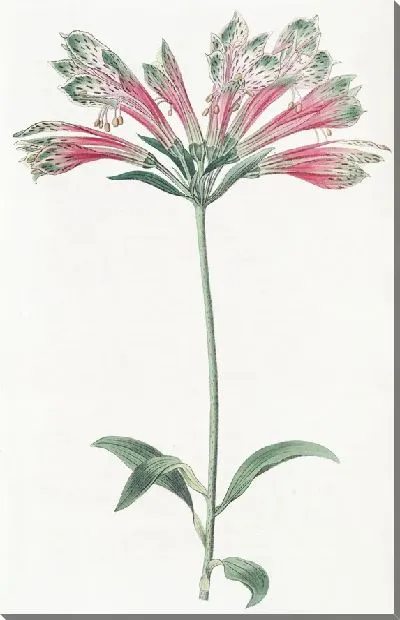 Картина Попугай Альстромерия (1815-1819)