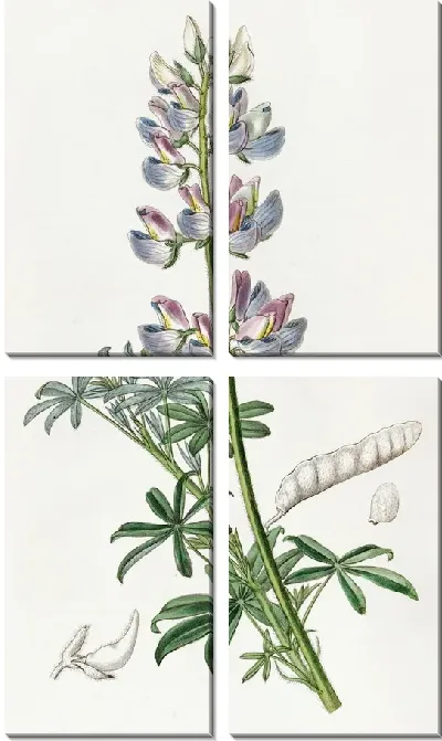 Картина Разноцветный Люпен (1815-1819)