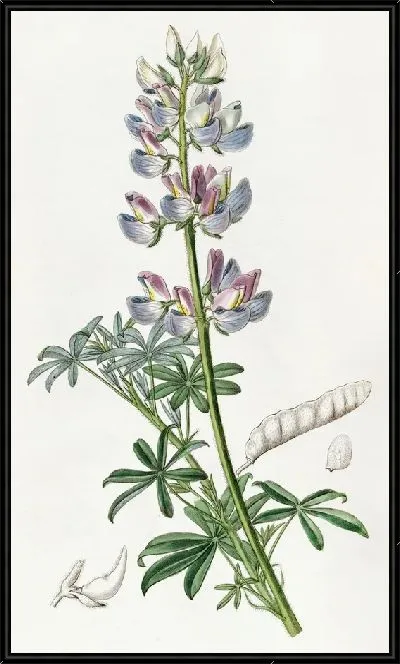 Картина Разноцветный Люпен (1815-1819)