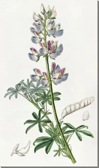 Картина Разноцветный Люпен (1815-1819)