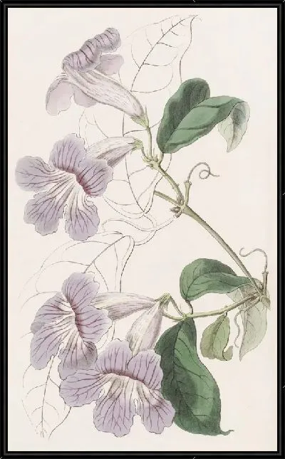 Картина Расписная Бегония (1815-1819)