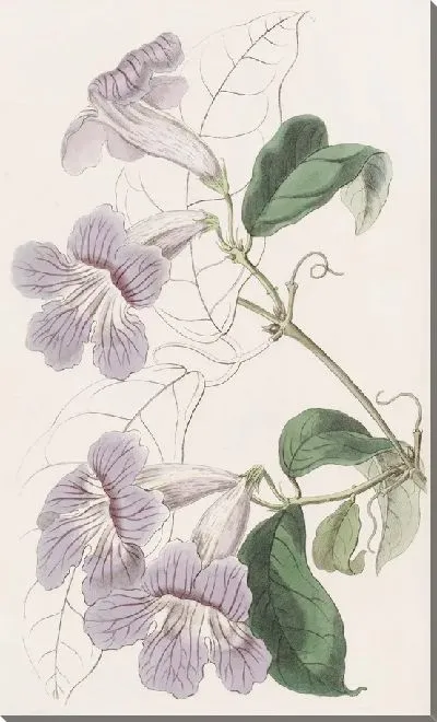 Картина Расписная Бегония (1815-1819)