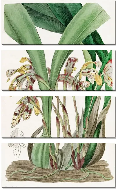 Картина Расписная Максиллярия (1815-1819)