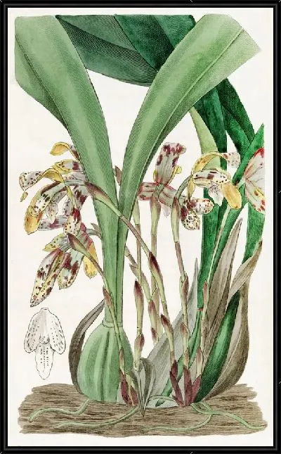 Картина Расписная Максиллярия (1815-1819)