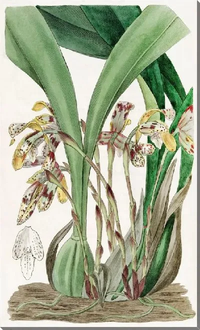Картина Расписная Максиллярия (1815-1819)