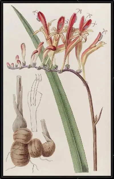 Картина Расписная Тритония (1815-1819)