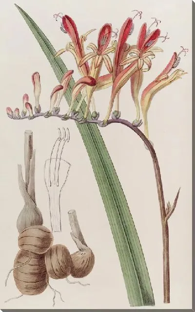 Картина Расписная Тритония (1815-1819)