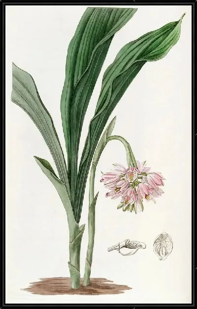 Картина Расписной геодорум (1815-1819)