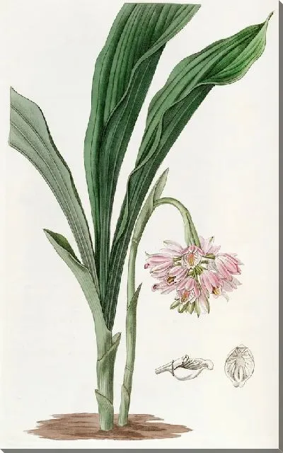 Картина Расписной геодорум (1815-1819)