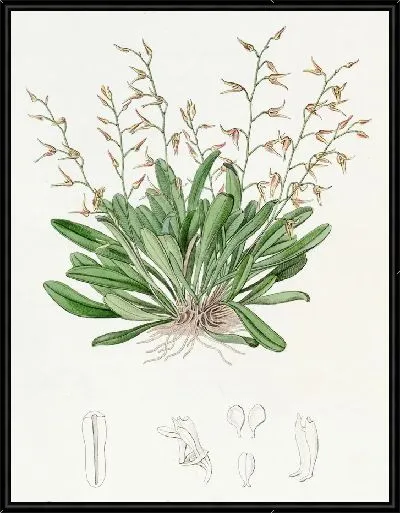 Картина Расписной плевроталлис (1815-1819)