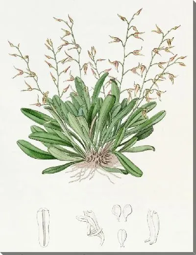 Картина Расписной плевроталлис (1815-1819)