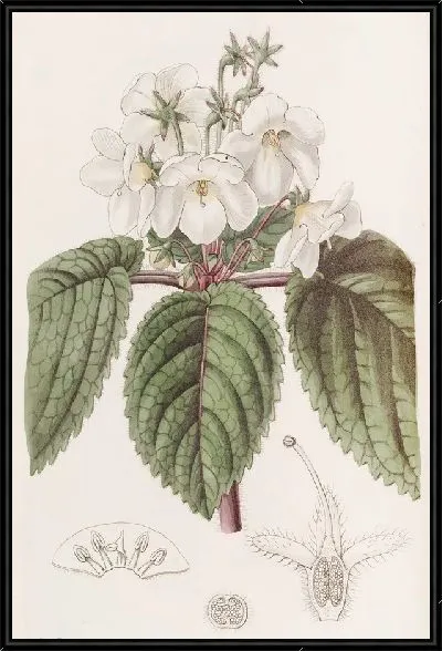 Картина Снежок продолговатый (1815-1819)