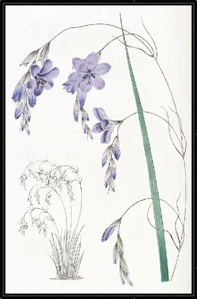 Картина Спараксис с высячими цветками (1815-1819)