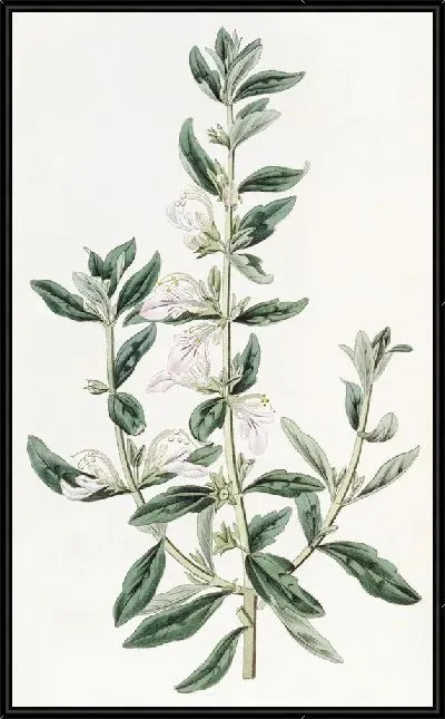 Картина Теукриум орхидноцветковый (1815-1819)