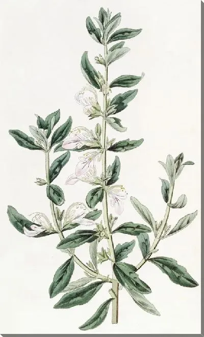Картина Теукриум орхидноцветковый (1815-1819)