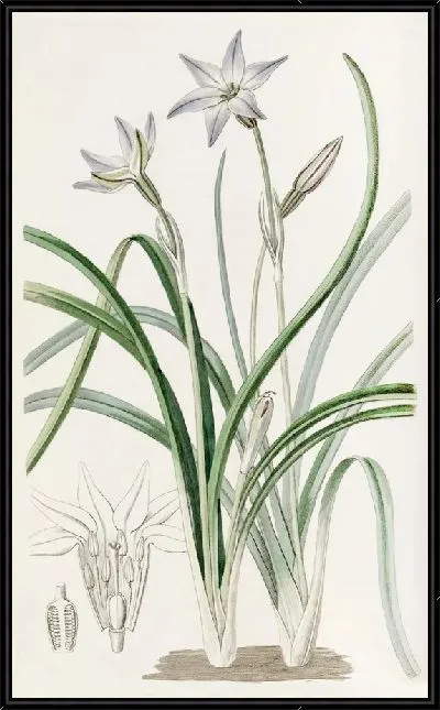 Картина Трителия одноцветковая (1815-1819)