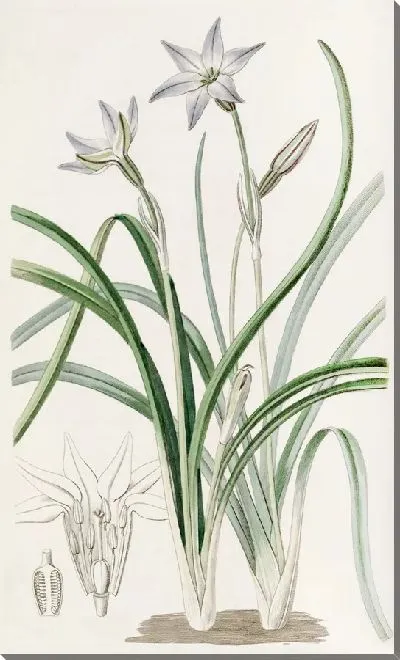 Картина Трителия одноцветковая (1815-1819)