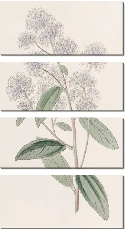 Картина Цеанотус бледноцветковый (1815-1819).