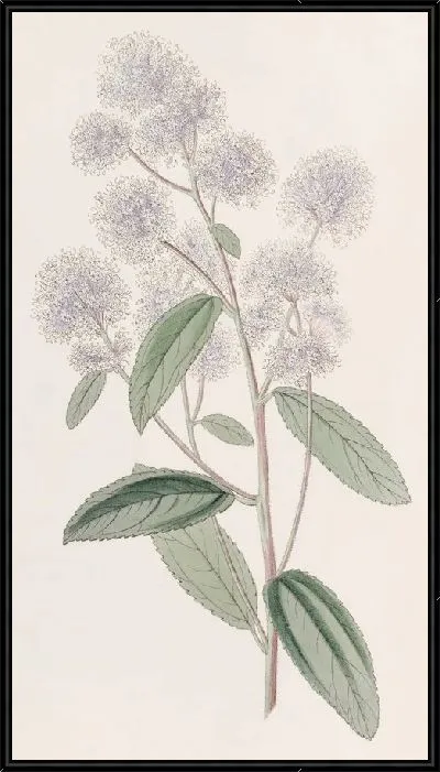 Картина Цеанотус бледноцветковый (1815-1819).