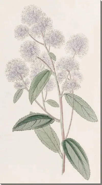 Картина Цеанотус бледноцветковый (1815-1819).