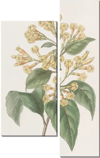 Картина Цеструм оранжевого цвета (1815-1819)