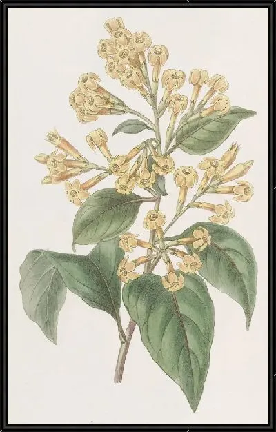 Картина Цеструм оранжевого цвета (1815-1819)