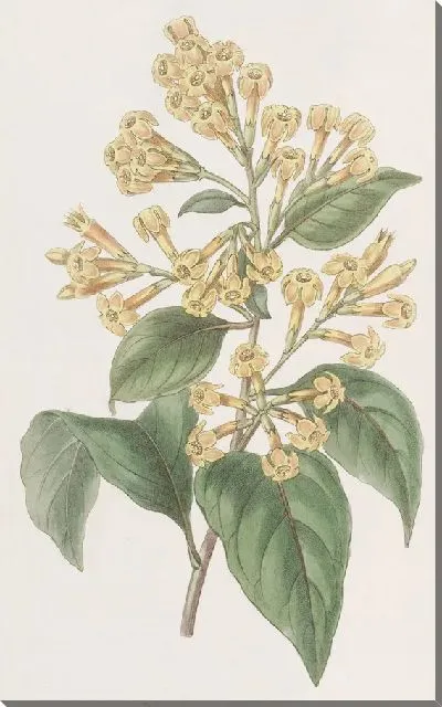 Картина Цеструм оранжевого цвета (1815-1819)