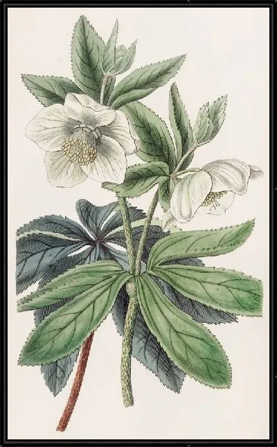 Картина Чемерица Олимпийская (1815-1819)