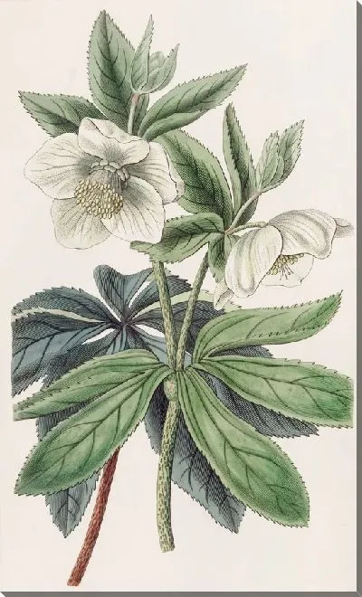 Картина Чемерица Олимпийская (1815-1819)