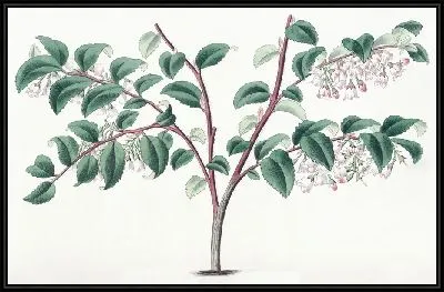 Картина Черника яйцелистная (1815-1819)