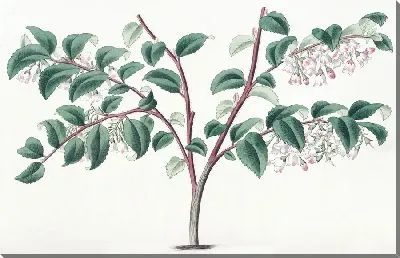 Картина Черника яйцелистная (1815-1819)