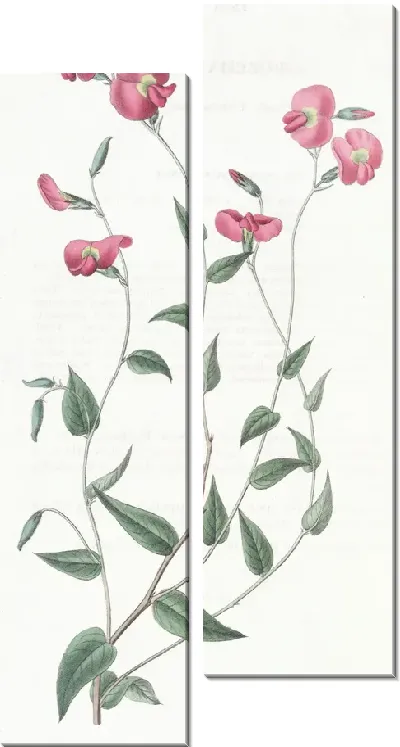 Картина Яйцевидная Хорозема (1815-1819)