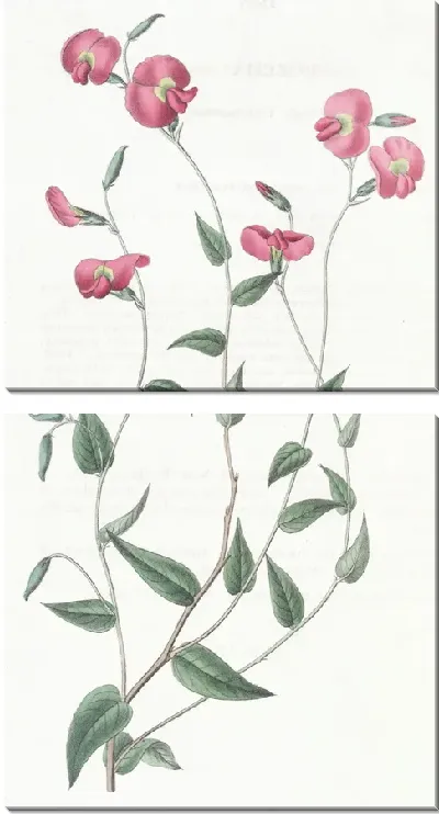 Картина Яйцевидная Хорозема (1815-1819)