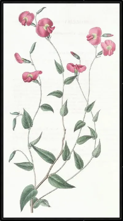 Картина Яйцевидная Хорозема (1815-1819)