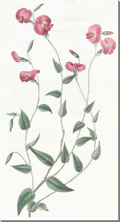 Картина Яйцевидная Хорозема (1815-1819)