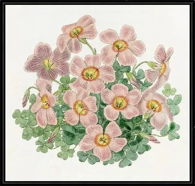 Картина «Оксалис» Пиотты (1815-1819)