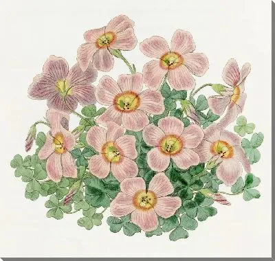 Картина «Оксалис» Пиотты (1815-1819)